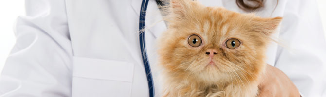 Met uw kitten naar de dierenarts