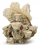 Aqua D'ella coral-Reef M/L for 6 corals