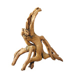 Aqua D'ella root mangrove M/L