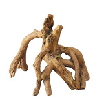 Aqua D'ella root mangrove S/M