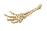Aqua D'ella skeleton hand