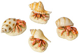 Aqua D'ella hermit crab assorti