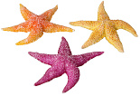 Aqua D'ella real sea star assorti