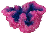 Aqua D'ella coral symphylia purple
