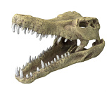 Aqua D'ella crocodile head L