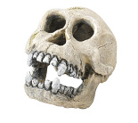 Aqua D'ella chimpanzee