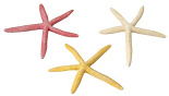 Aqua D'ella starfish L assorti