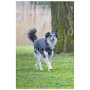 Designed by Lotte Hondenjas Zhanti Grijs