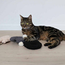 D&D Trappelkussen Bo Grijs