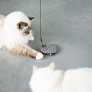 D&D I Love Happy Cats Kattenspeelgoed Stella Assorti