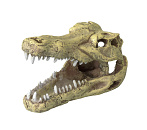 Aqua D'ella crocodile head S