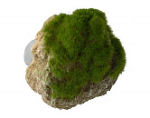 Aqua D'ella moss stone S with suction cup