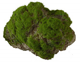Aqua D'ella moss stone L with suction cup