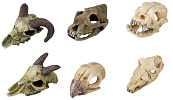 Aqua D'ella skull-mini assorti