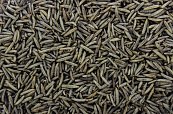 Black Soldier Fly 150 gr