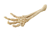 Aqua D'ella skeleton hand