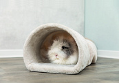 TRIXIE Relax-Tunnel Konijn en Cavia Beige