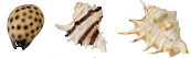 Aqua D'ella sea shell mix