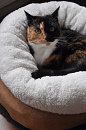 All for Paws Lambswool Donut Bed Grijs