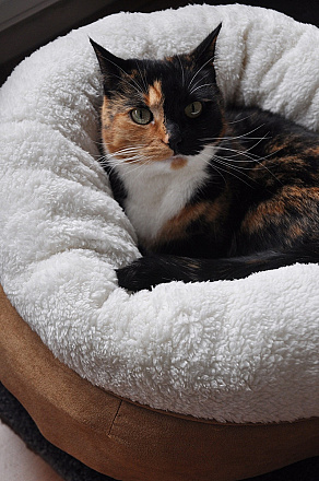 All for Paws Lambswool Donut Bed Grijs