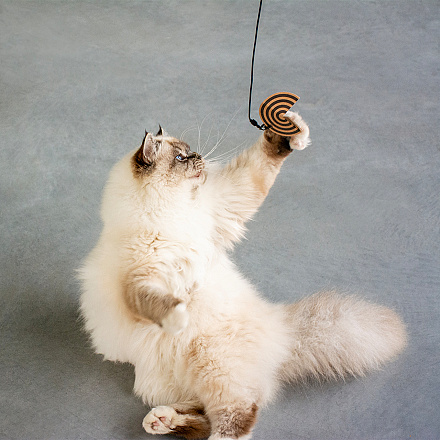 D&D I Love Happy Cats Navulset Connor Helix 3 st