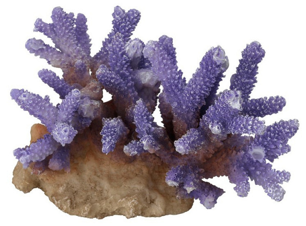 Aqua D'ella coral acropora  lila