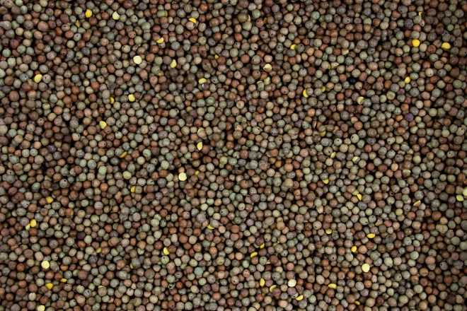 Winter Peas 20 kg