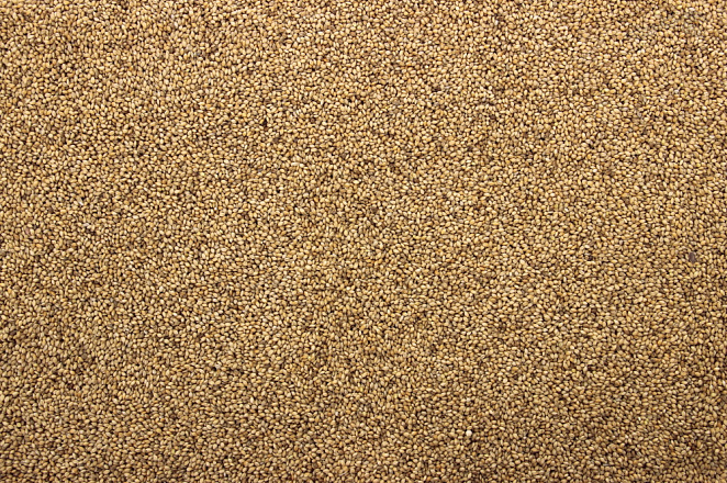 Panicum - Senegalgierst 20 kg