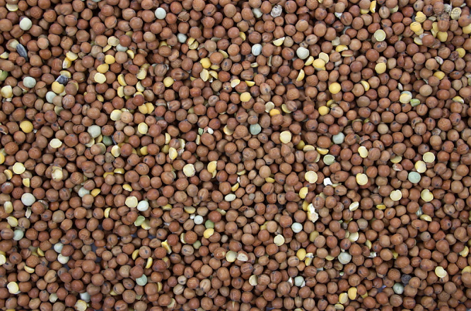 Maple Peas 20 kg