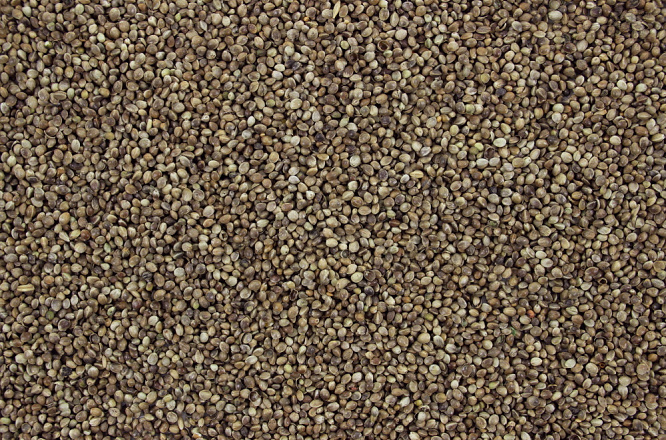 Hennepzaad 15 kg