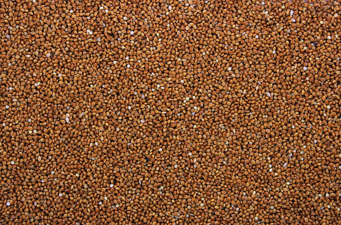 Milletzaad Rood 5 kg