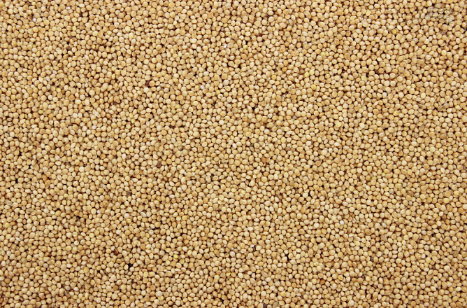 Milletzaad Wit 1 kg