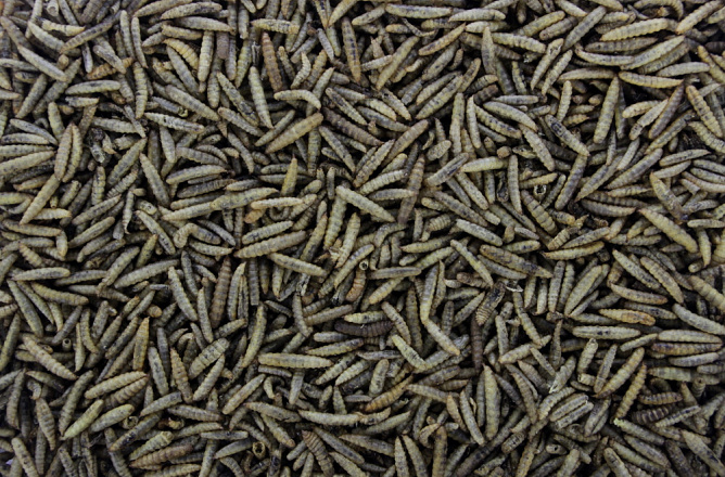 Black Soldier Fly 150 gr