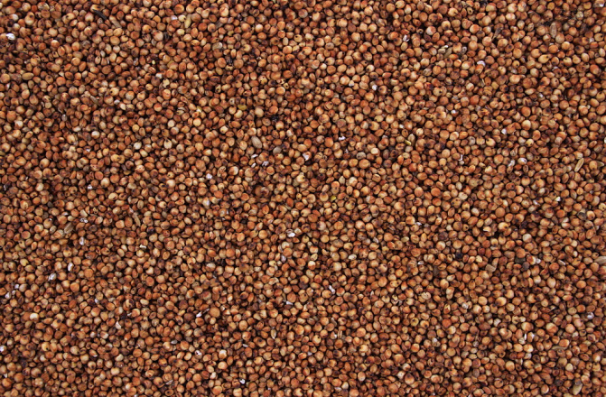 Dari Rood 20 kg