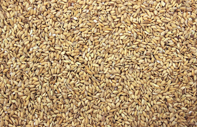 Paddy 25 kg