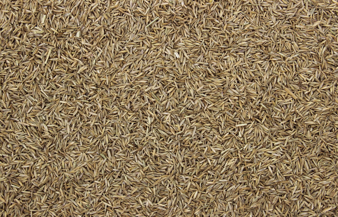 Graszaad 2 kg