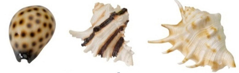 Aqua D'ella sea shell mix