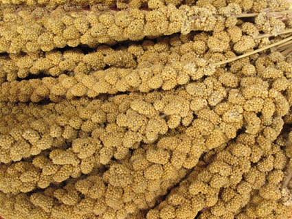 Trosgierst 5 kg